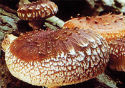 Mushroom Beta Glucan Ingredients - yLifeXtra Plus - Lentinula-Edodes