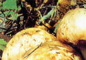 Mushroom Beta Glucan Ingredients - yLifeXtra Plus - Tricholoma-Matsutake-Mushroom