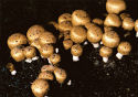 Mushroom Beta Glucan Ingredients - yLifeXtra Plus - Agaricus Blazei Murrill