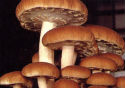 Mushroom Beta Glucan Ingredients - yLifeXtra Plus - Agrocybe-Aegerita