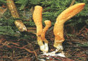 Mushroom Beta Glucan Ingredients - yLifeXtra Plus - Cordyceps-Sinensis