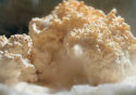Mushroom Beta Glucan Ingredients - yLifeXtra Plus - Clavulina-Cristata